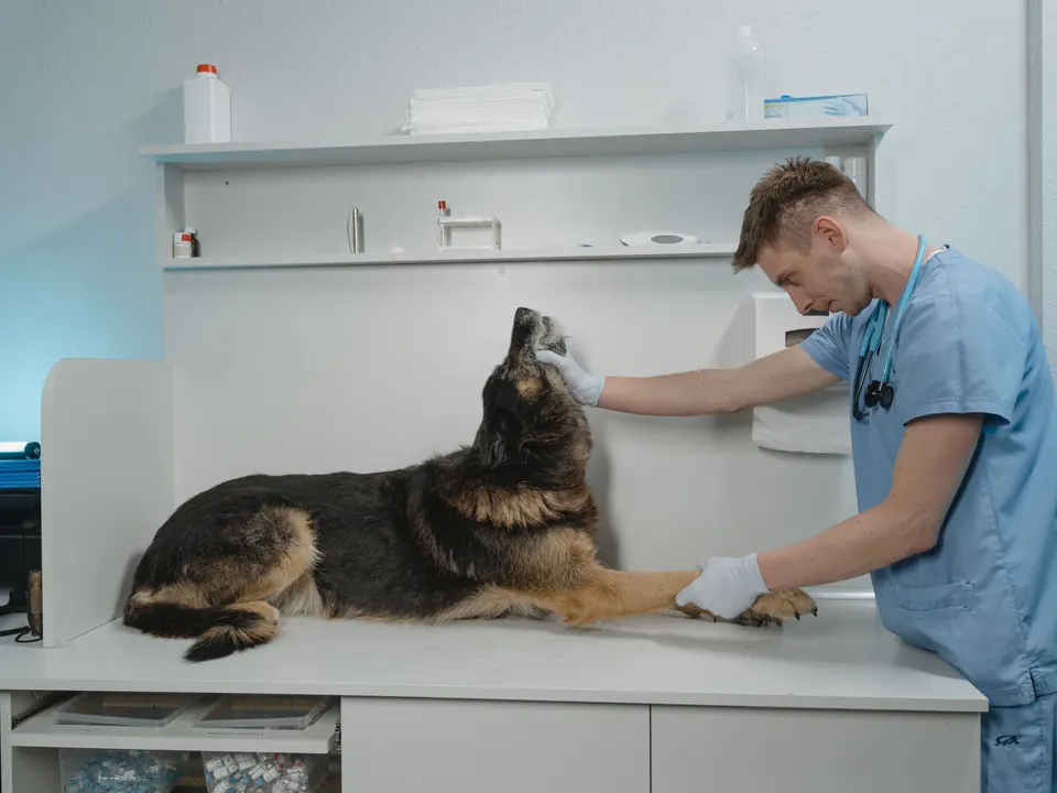 Dierenarts in blauwe kleding onderzoekt een herder op de behandeltafel