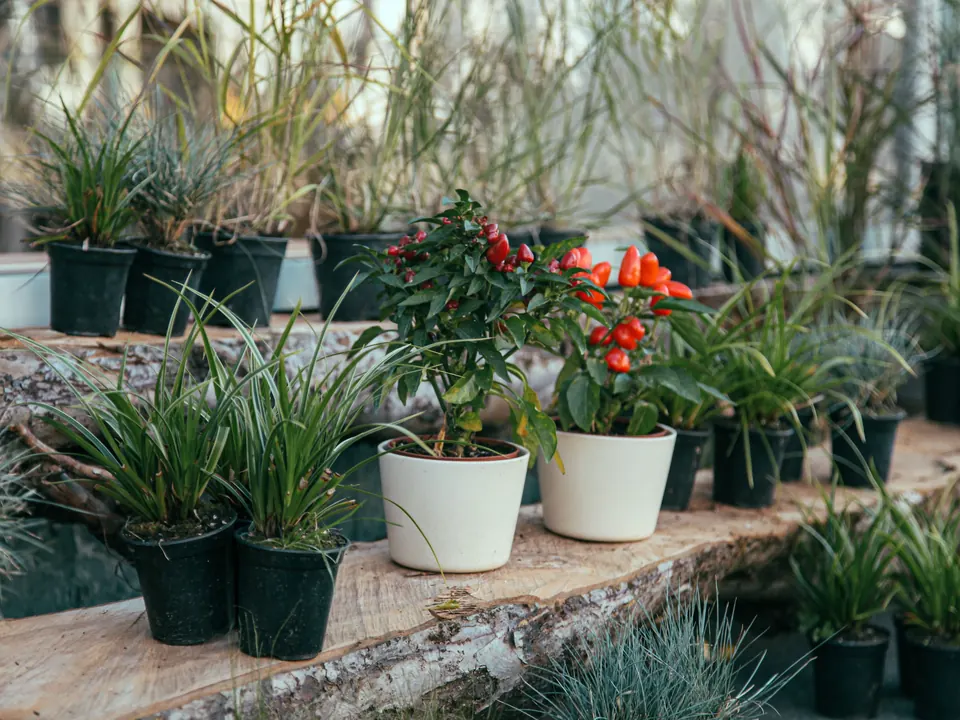 Potplanten en siergrassen in zwarte en witte potten op houten planken