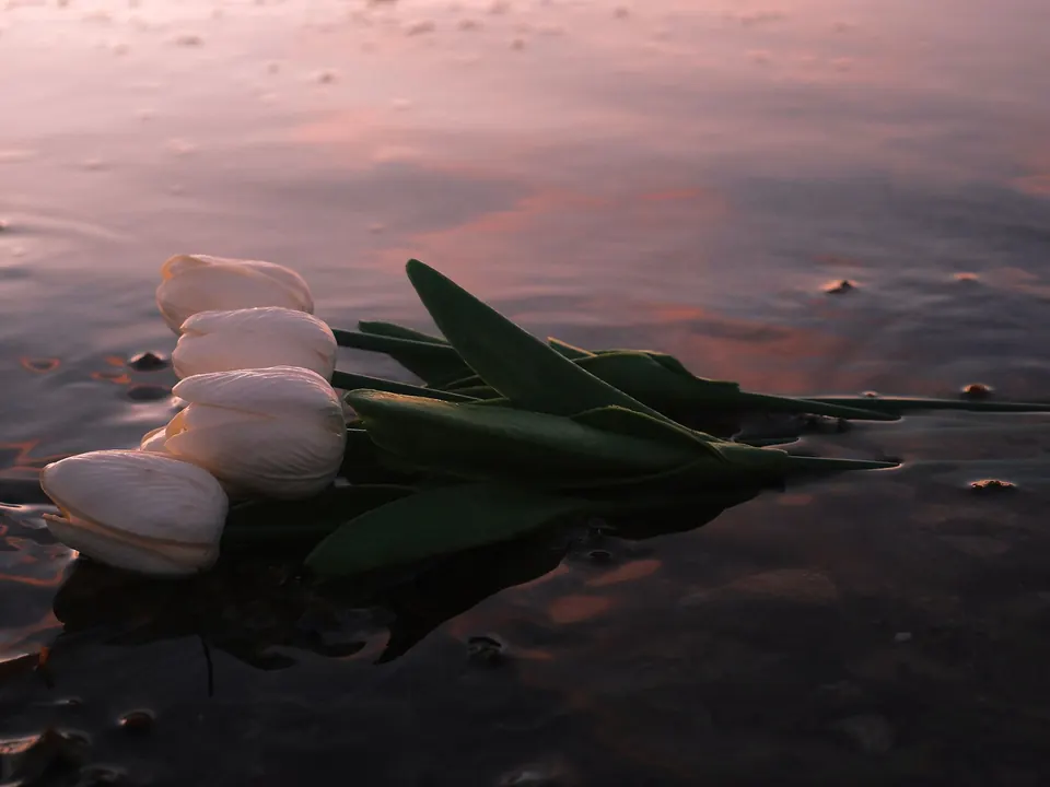 Witte tulpen liggen rustig in ondiep water in zacht avondlicht